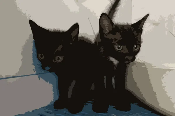 Deux Drôles Portrait Chaton Noir Air Choqué Surpris Sur Fond — Photo