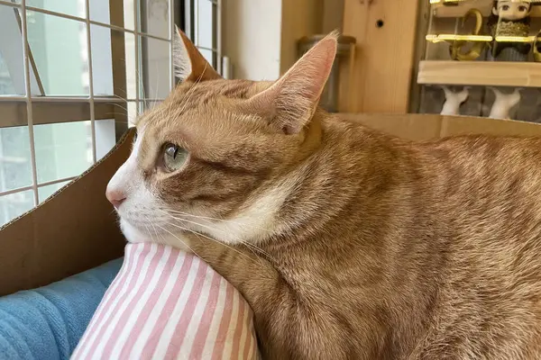 Small Orange Tabby Cat Sees Huge World Window High Quality — Fotografia de Stock