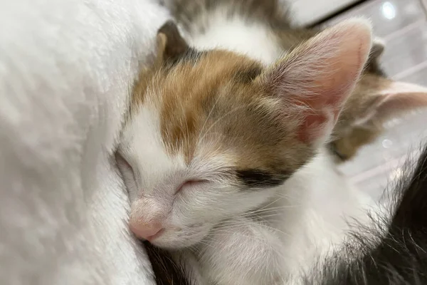 Малыш Спит Рыжий Котёнок Диване Трикотажным Одеялом Две Кошки Обнимаются — стоковое фото