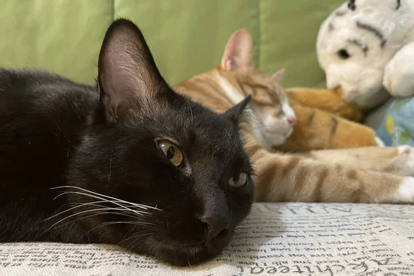 Gatito Negro Duerme Una Cama Casa Dulces Sueños Domésticos Mascotas — Foto de Stock