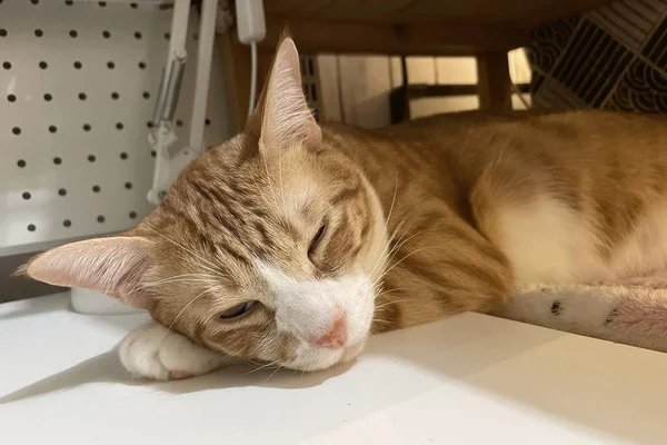 Chat Dormant Sur Une Table Ferme Une Des Espèces Chat — Photo