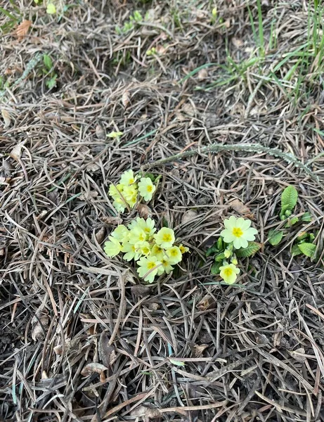 First Spring Flowers Yellow Forest Park — Stock Photo, Image