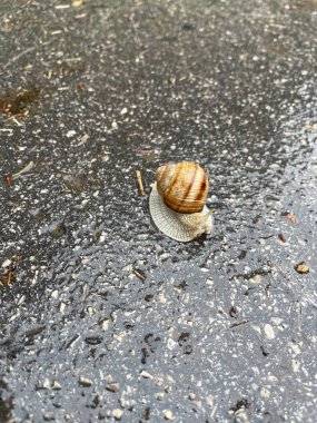 Kabuklu küçük bir salyangoz.
