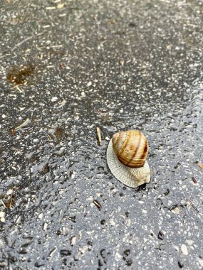 Salyangoz ve deniz salyangozu.