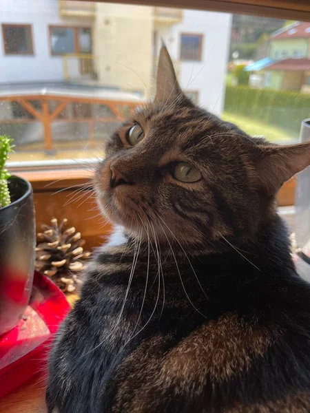 Eine Katze Auf Dem Hintergrund Grüner Blätter — Stockfoto