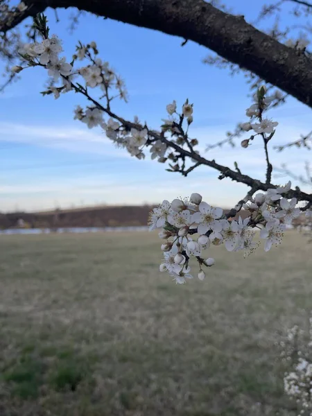 Wiosenne Drzewa Kwitnące Kwitnące Kwiaty Wiśni Wczesną Wiosną — Zdjęcie stockowe
