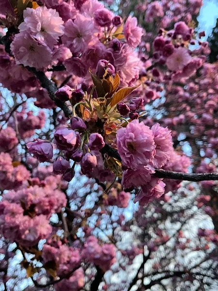 Όμορφα Ροζ Λουλούδια Στον Κήπο Sakura — Φωτογραφία Αρχείου