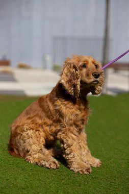 Stadyumdaki şirin İngiliz cocker köpek yavrusu