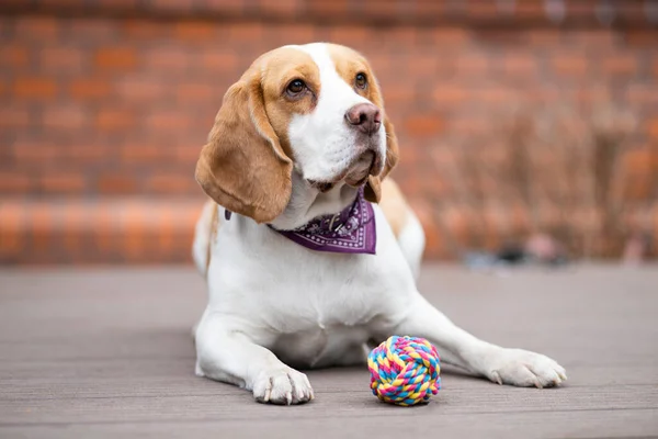 Av köpeği elinde top oyuncağıyla yerde oturuyor.