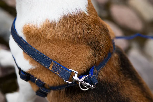 Mavi yakalı ve kahverengi kürklü bir köpeğe yaklaş.