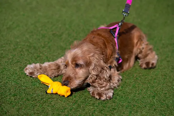 Cavalier kral Charles Spaniel top ile çimenlerde oynuyor.