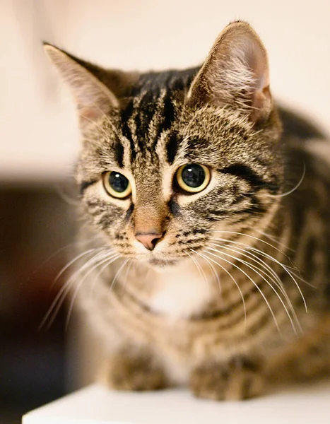 Portrét Mladé Mourovatá Kočka — Stock fotografie