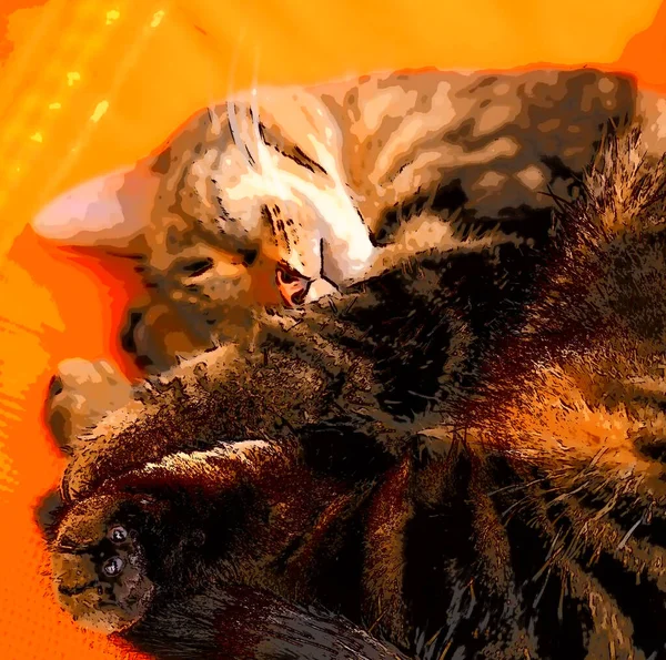 Портрет Молодого Котенка Спящего — стоковое фото