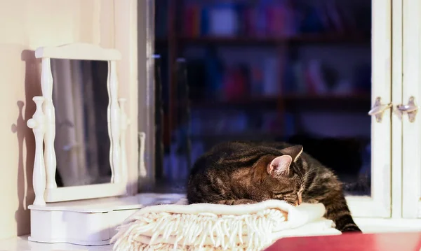 Kočka Spí Okna Teplé Přikrývce — Stock fotografie