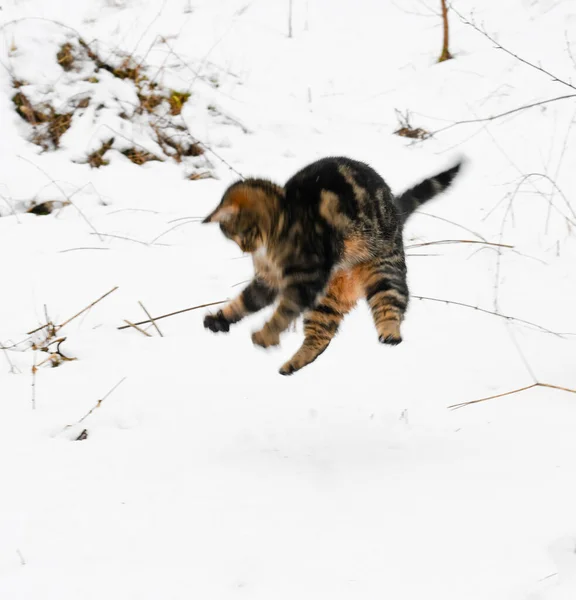 Chat Jouant Avec Neige — Photo