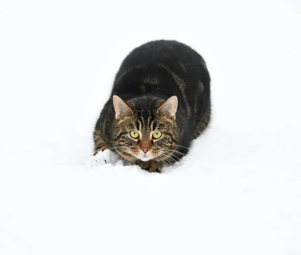 Joven Gato Compañía Jugando Nieve Fresca —  Fotos de Stock