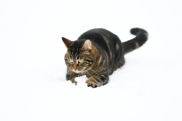 Jovem Gato Estimação Jogando Neve Fresca — Fotografia de Stock