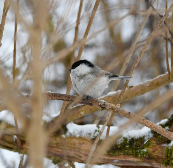 Rare Willow Tit Winter —  Fotos de Stock