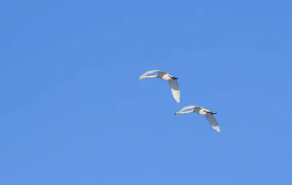 Bílé Labutě Létají Synchronizaci — Stock fotografie