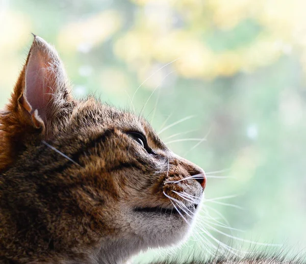 Portrait of an elderly pet cat by the window