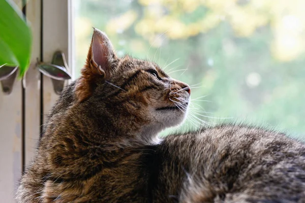 Portrét Postarší Kočky Okna — Stock fotografie