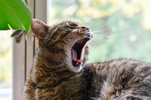 Bostezando Gato Mascota Por Ventana —  Fotos de Stock