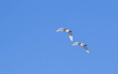 Mavi gökyüzünde senkronize uçan beyaz kuğular