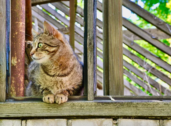 Котячий Кіт Дивиться Старого Зруйнованого Садового Будинку — стокове фото