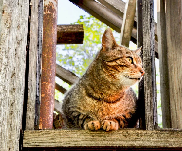 Zvířecí Kočka Při Pohledu Starého Zříceného Zahradního Domu — Stock fotografie