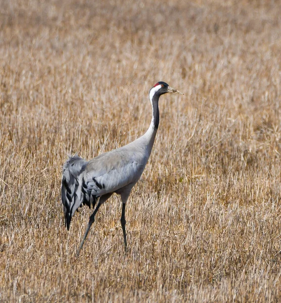 İlkbaharda kırsalda, Grus Grus Grus adlı vinç