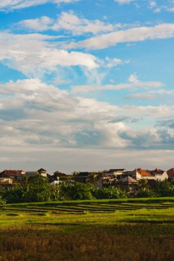 Bali 'de pirinç tarlası