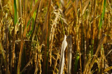 Bali 'de pirinç tarlası