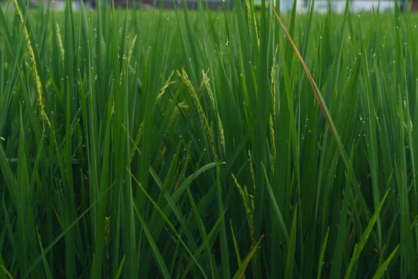 Πεδίο Ρυζιού Στο Μπαλί — Φωτογραφία Αρχείου