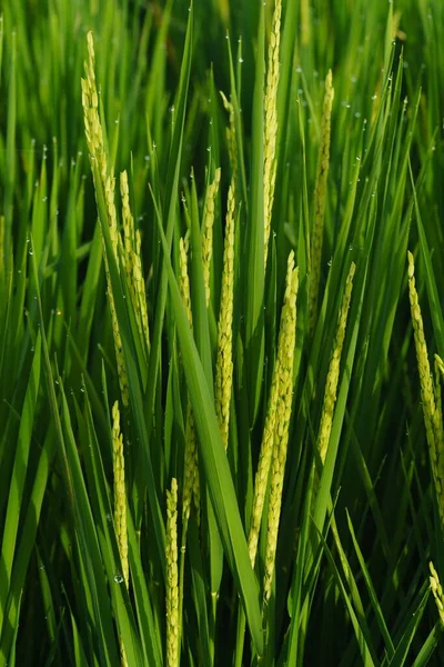 Campo Arroz Bali —  Fotos de Stock