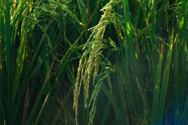 Πεδίο Ρυζιού Στο Μπαλί — Φωτογραφία Αρχείου