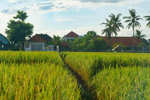 Рисовое Поле Бали — стоковое фото