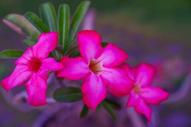 Kırmızı ve sarı çiçekler