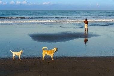 people on the beach with dogs