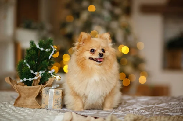 Ein Rothaariger Pommernhund Auf Dem Hintergrund Der Weihnachtsbeleuchtung Mit Einem — Stockfoto
