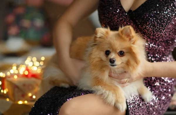 Rudowłosy Pies Pomeranian Siedzi Kolanach Hostessy Tle Noworocznych Świateł Zdjęcie Stockowe
