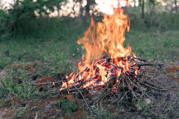 Feuer Brennt Wald Bei Sonnenuntergang Camp Auf Einer Waldlichtung — Stockfoto