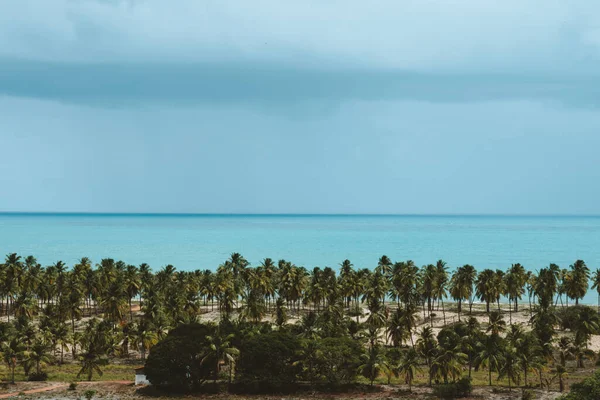 Mavi Deniz Palmiye Ağaçlarıyla Inanılmaz Bir Sahil Senaryosu — Stok fotoğraf
