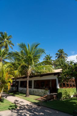 Brezilya 'da mavi gökyüzünde palmiye ağaçlarının ortasında bir restoran