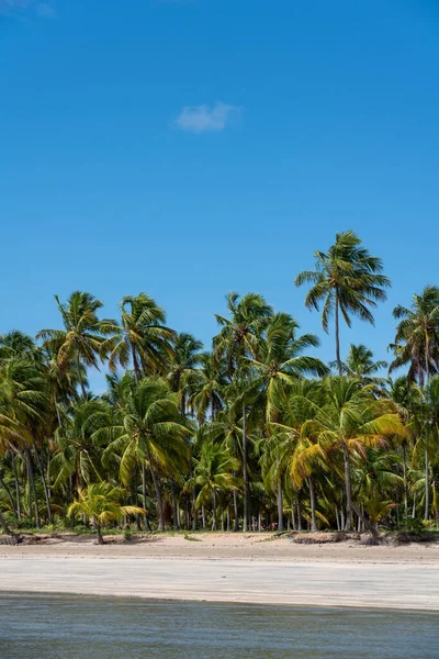 Tropical beach with blue sky in northeast Brazil