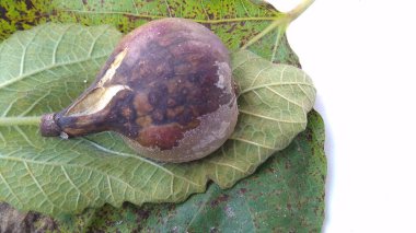 Çürük incirlerin (Ficus carica) yeşil sarı yaprağın üzerinde beyaz arkaplan ile izole edilmiş fotoğrafı.