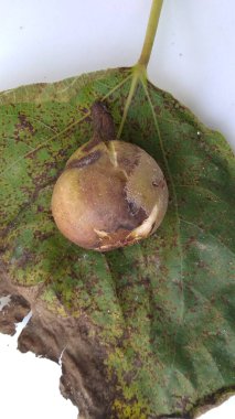 Çürük incirlerin (Ficus carica) yeşil sarı yaprağın üzerinde beyaz arkaplan ile izole edilmiş fotoğrafı.