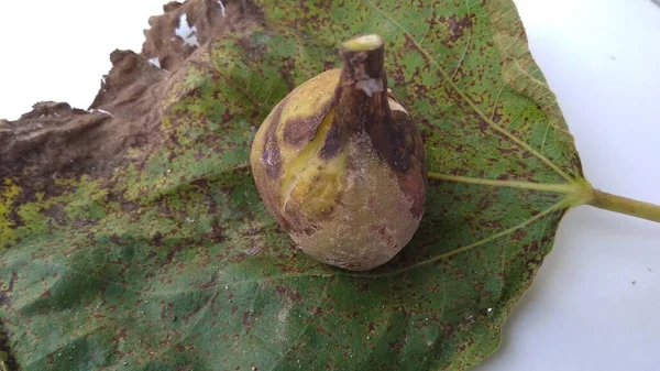 Odizolowane Zdjęcie Zgniłych Fig Ficus Carica Zielonym Żółtym Liściu Białym — Zdjęcie stockowe
