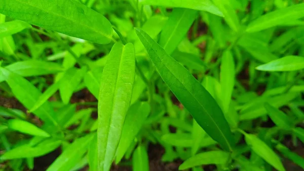 Foto Cerca Hoja Col Rizada Ipomea Reptans Jardín — Foto de Stock