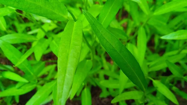 Nahaufnahme Von Grünkohlblättern Ipomea Reptans Garten — Stockfoto