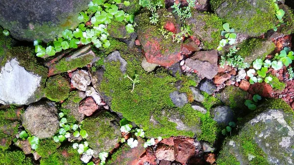 松软苔藓 柳树青葱 长在岩石上 照片是在西爪哇的Cirebon拍摄的 — 图库照片